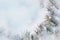 Christmas winter snow background. Blue spruce branches covered with snowflakes and copy space with blurred backdrop. Chris