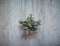 Christmas wreath in a shape of golden geometric star with fir twigs hang on rustic wooden door, traditional Xmas ornament.