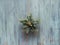 Christmas wreath in a shape of golden geometric star with fir twigs hang on rustic wooden door, traditional Xmas ornament.
