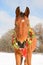 Christmas wreath wearing Arabian horse looking at the viewer head-on