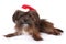 Christmas yorkshire dog