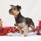 Christmas Yorkshire terrier