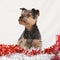 Christmas Yorkshire terrier