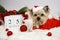 Christmas. Yorkshire terrier dog in santa claus costume and 25 december calendar