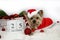 Christmas. Yorkshire terrier dog in santa claus costume and 25 december calendar