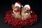 Christmas Yorkshire terrier dogs