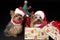 Christmas Yorkshire terrier dogs