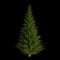 Christmass tree on black background. 3D rendered, undecorated