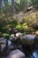 Christopher creek, Northern Arizona forest landscape