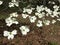 Christs Tree White Dogwood