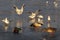 Chroicocephalus ridibundus - flying seagull and landing on a frozen surface above the ducks. Anas platyrhynchos - mallard ducks,