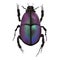 Chromacoat Beetle Insect Arthropod Variation 11 Isolated, Transparent Background