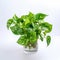 Chromatic Saturation: Exotic Pothos Plant In High Resolution Commercial Photography