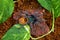 Chromatopelma cyaneopubescens tarantura on the ground