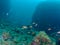 Chromis chromis swimming above fumerole, Fumose Reef, Baia.