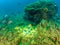 Chromis chromis swimming above fumerole, Fumose Reef, Baia.