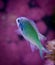 Chromis Viridis in marine tank