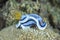 Chromodoris lochi Nudibranch