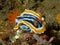 Chromodoris magnifica