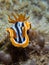 Chromodoris magnifica nudibranch