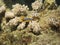 Chromodoris magnifica Nudibranch and soft coral