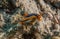 Chromodoris quadricolor in the Red Sea