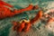 Chromodoris quadricolor in the Red Sea