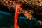 Chromodoris quadricolor in the Red Sea