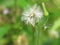 Chromolaena odorata (Common floss flower) Herbs typically found in a field of grass. Selective focus.