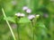 Chromolaena odorata (Common floss flower) Herbs typically found in a field of grass. Selective focus.