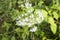 Chromolaena odorata flowers in bloom with a blurred natural