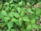 Chromolaena odorata is a shrub plant with many benefits