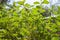 Chromolaena odorata or siam weed tree
