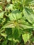 Chromolaena odorata is a weed that is efficacious as a herbal medicine