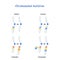 Chromosomal mutation: Inversion, Duplication, Translocation, Deletion