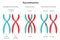 Chromosomal Recombination Vector Presentation Slide