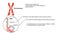 Chromosome and DNA