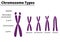 Chromosome parts and types didatic illustration.