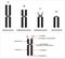 Chromosome structure