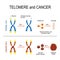 Chromosome and telomere for healthy and cancerous cells