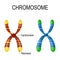 Chromosomes with centrosomes and telomeres