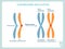 Chromosomes replication scheme in blue and orange colour. Design element stock vector illustration