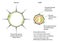 Chronic obstructive pulmonary disease