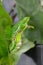 Chrysali & x28; pupa & x29; of banded swallowtail butterfly & x28;Papilio demol