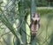 Chrysalis of the Black Swallowtail Butterfly.