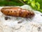 Chrysalis Butterfly lying on the white stone.