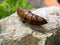 Chrysalis Butterfly lying on the white stone.