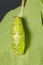 Chrysalis of Common leopard butterfly hanging on host plant leaf