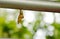 Chrysalis hanging on aluminum clothes line in garden