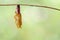 Chrysalis of Leopard lacewing butterfly Cethosia cyane euanthe